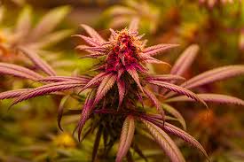 Cannabis Seeds Manitoba - Your Guide to the Best Seeds in the Region Cannabis Seeds Manitoba - Your Guide to the Best Seeds in the Region