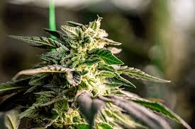 Cannabis Seeds Manitoba - Your Guide to the Best Seeds in the Region Cannabis Seeds Manitoba - Your Guide to the Best Seeds in the Region