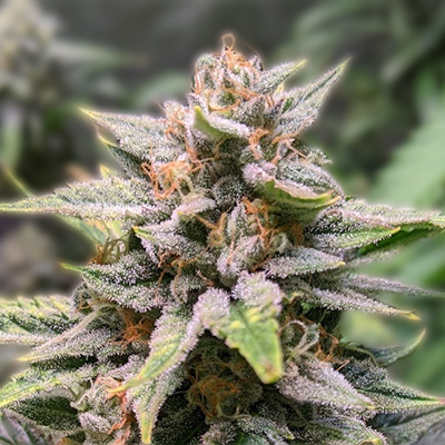 Cannabis Seeds Manitoba - Your Guide to the Best Seeds in the Region Cannabis Seeds Manitoba - Your Guide to the Best Seeds in the Region